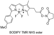 BODIPY-TMR-NHS